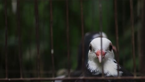 Cerrar-Palomas-De-Cuerpo-Negro-De-Cabeza-Blanca-Vistas-Dentro-De-La-Jaula