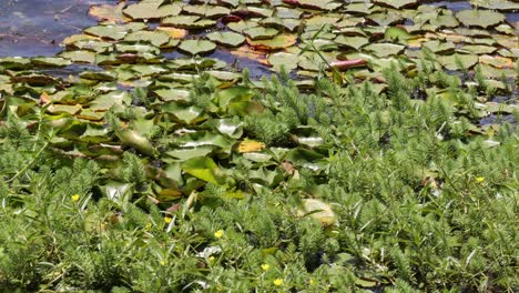 greenery and lily pads in a tranquil pond