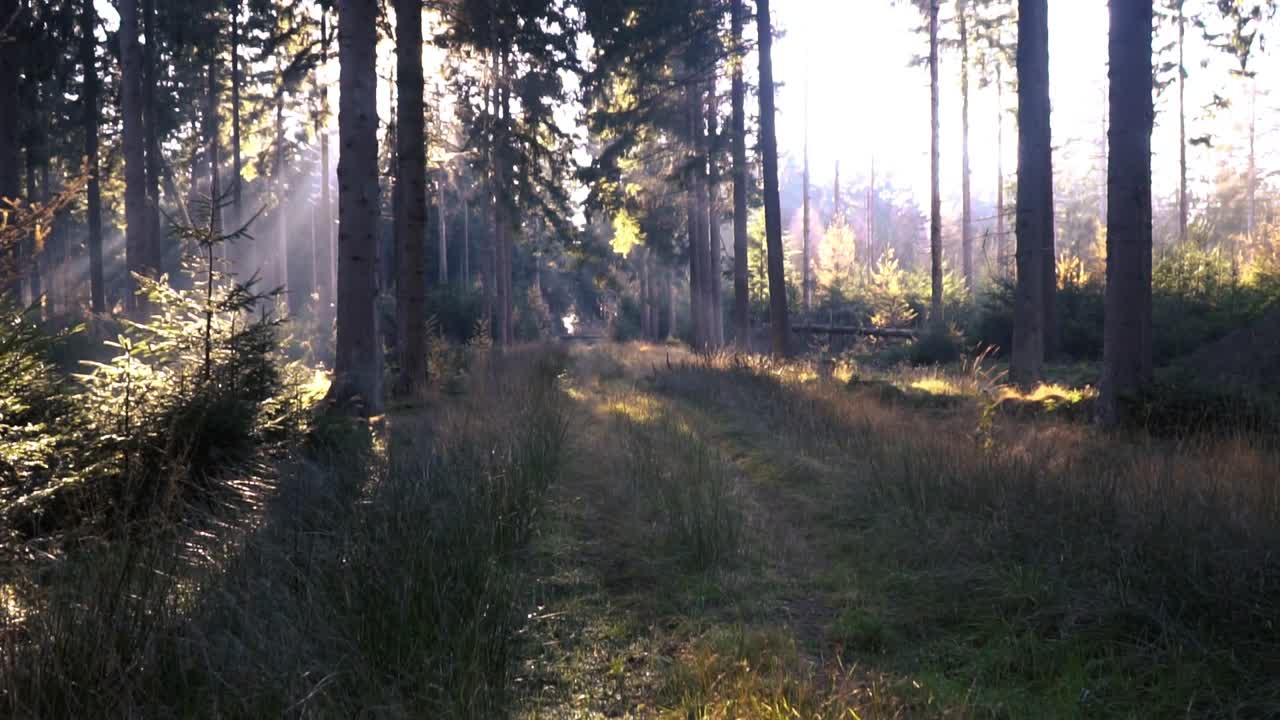 rayos de sol a través del bosque