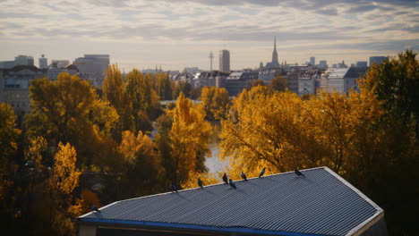 flock of pigeons or birds sit on roof looking over golden yellow fall trees with spittelau vienna austria skyline