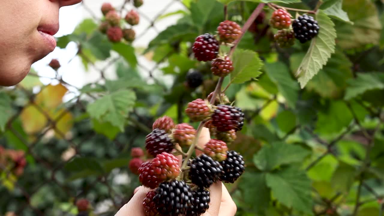 mujer recogiendo moras maduras en el jardín y poniéndola en la boca, muy de cerca