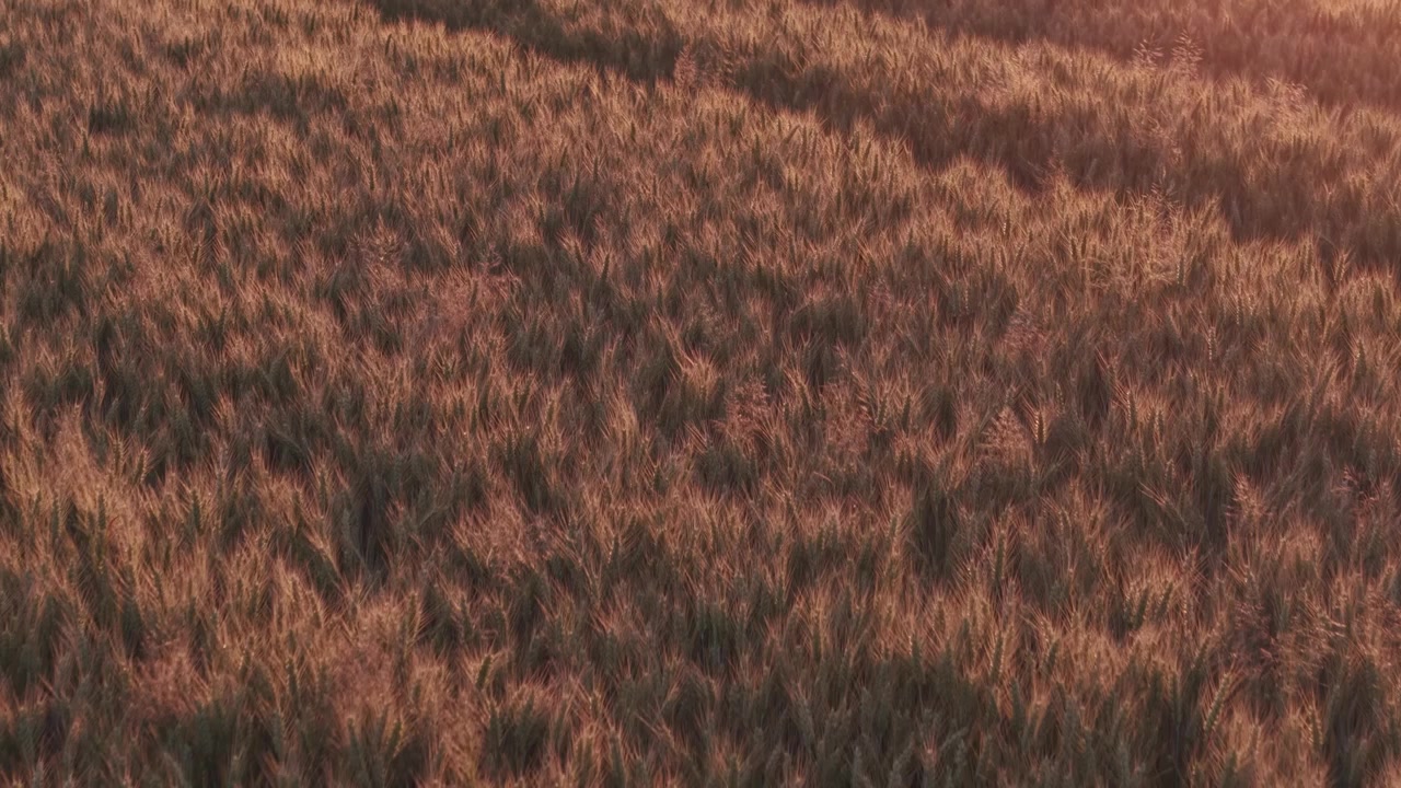 A close-up view of a mature wheat field illuminated by warm golden sunlight.