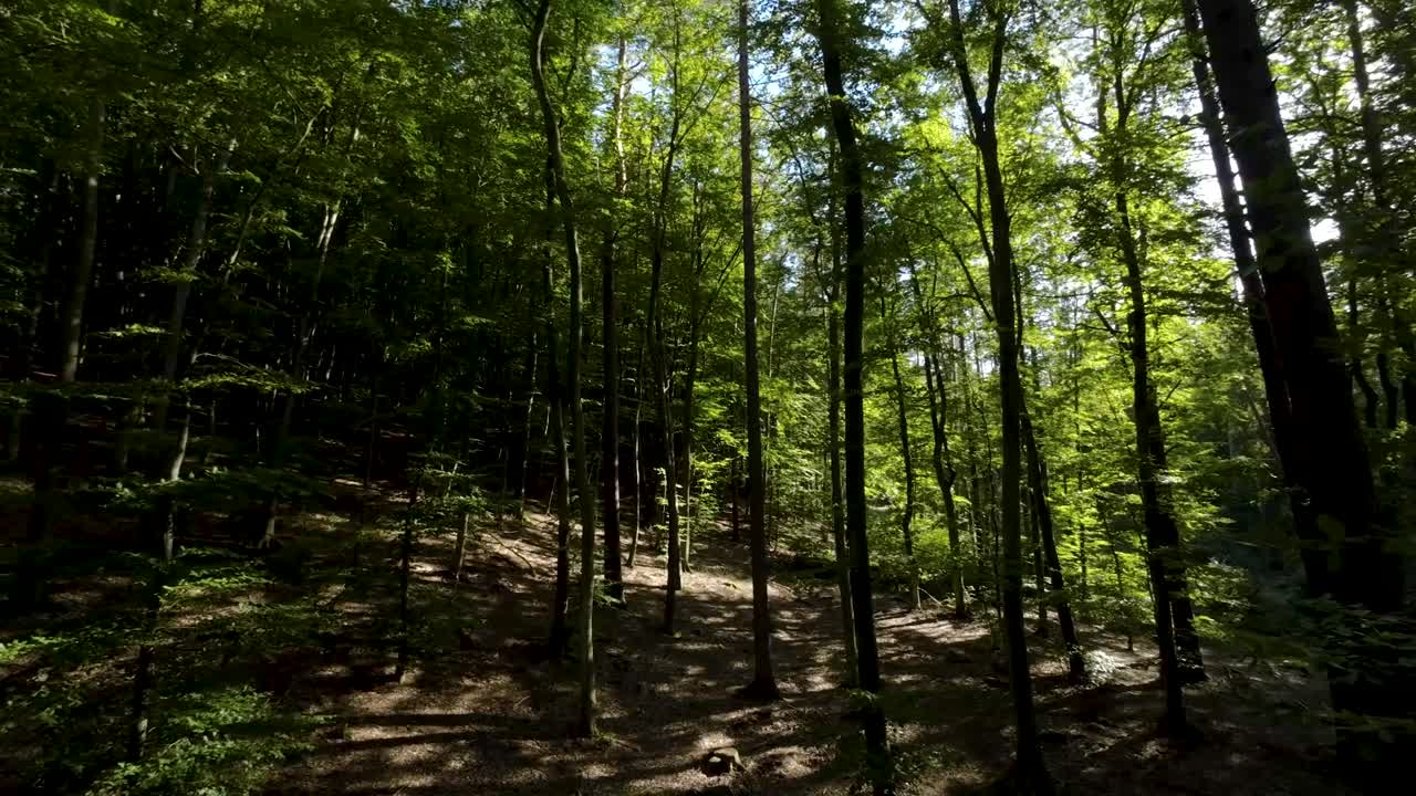 vista panorámica a la derecha en un bosque arbolado con una plataforma rodante aérea hacia adelante
