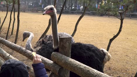 nami island closeup peopleare trying to feed ostrich