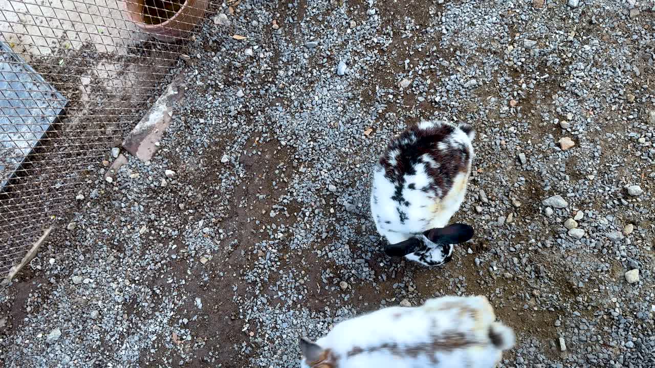 토끼가 비석으로 된 구역을 돌아다니며, 위에서 찍은 사진으로, 통제된 환경에서 자연스러운 행동을 보여줍니다.