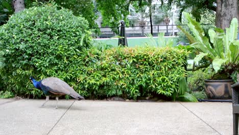 An-elegant,-blue-peacock-marching-gracefully-across-the-scene