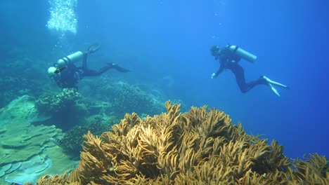 camera glides over a healthy coral reef in indonesia and discover some divers in the end