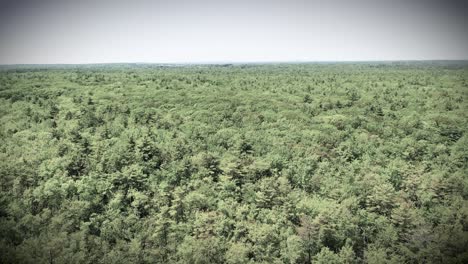 Stunning monochrome drone video of Maine’s swamp forest. Wild creeks, rivers, ponds, and trees in black and white highlight the natural wet jungle and marsh wilderness during summertime.