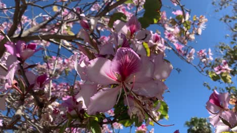 Magnolia-De-árbol-De-Flor-Rosa,-Tiro-De-Naturaleza-Bonita