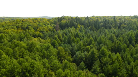 vuelo aéreo sobre hermosos y remotos bosques con pintorescas colinas ondulantes