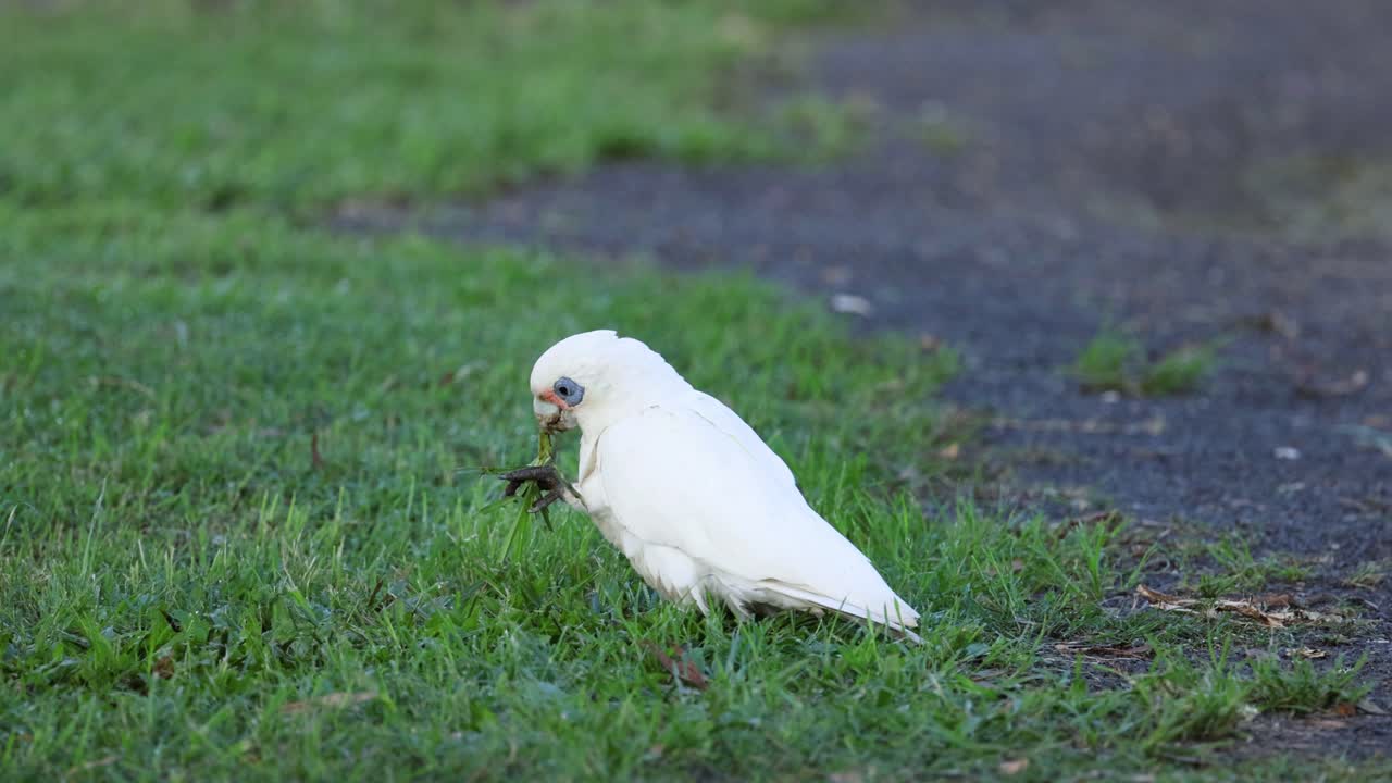 카카투가 잔디를 고 고 있습니다.