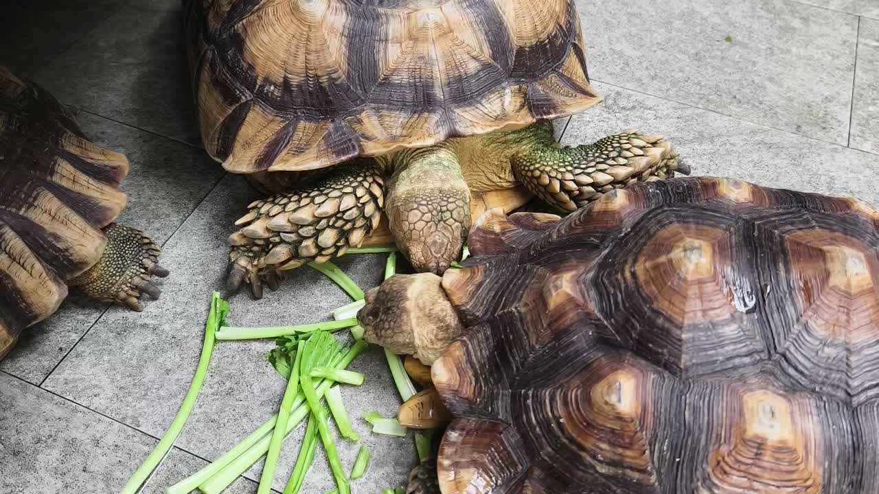Tortoises Eating Vegetables