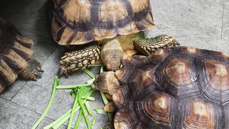 tortoises eating vegetables