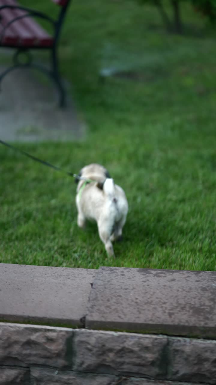 공원에서 고 있는 파그 개