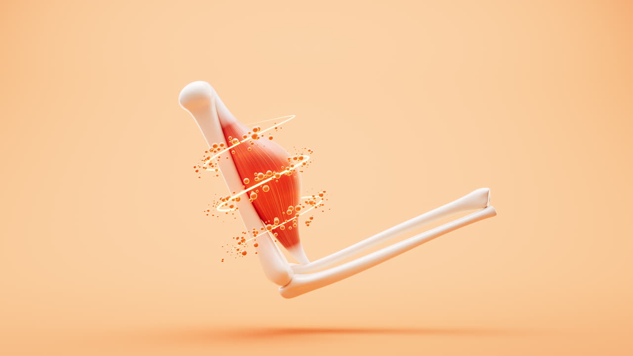 근육 구조, 의료 개념 시각화, 3d 렌더링