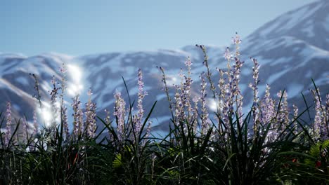 campo de lavanda con cielo azul y cubierta de montaña con nieve