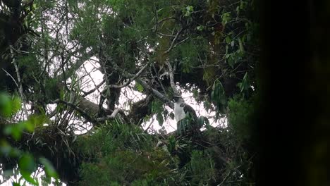 the philippine eagle also known as the monkey-eating eagle is critically endangered and can live for sixty years feeding on monkeys, flying lemurs, and small mammals as an opportunist bird of prey