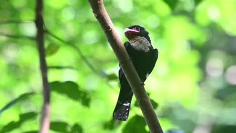 broadbill oscuro, corydon sumatranus, parque nacional kaeng krachan, tailandia