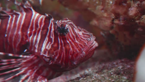 lionfish on a reef, close up