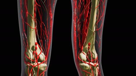 science anatomy of human blood vessels