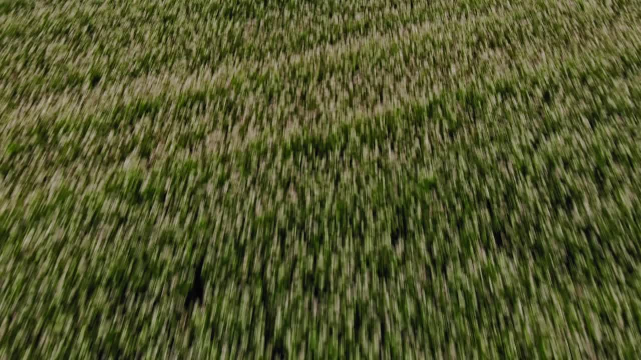 campo de trigo sarraceno visto desde un avión no tripulado de baja altitud volando por encima de las plantas