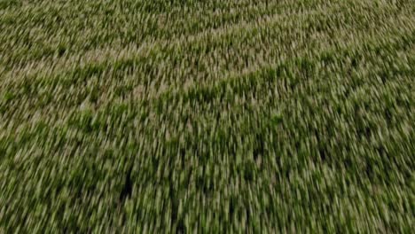 Buckwheat-field-seen-from-Low-altitude-drone-flying-above-the-plants