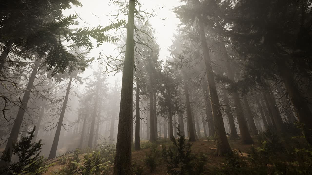 자연 스프루스 숲 의  ⁇ 빛