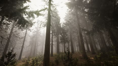 rayos de sol en el bosque natural de abetos