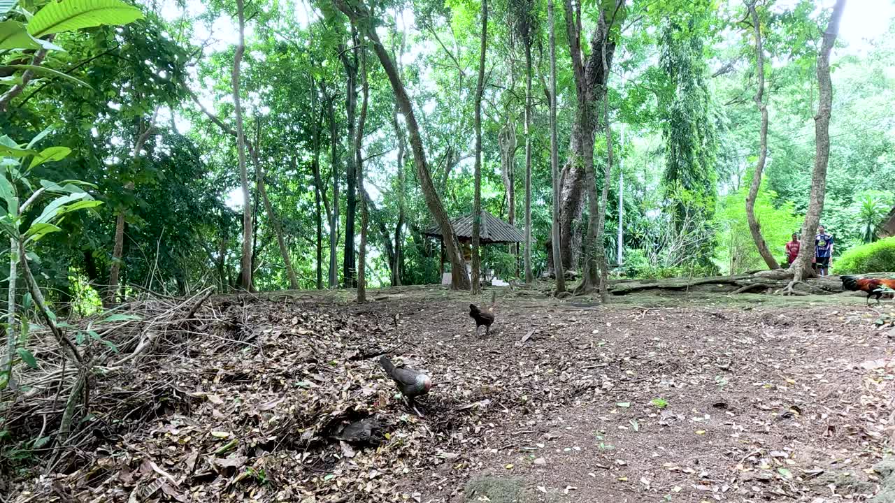 들 이 태국 의 숲 지역 을 탐험 하고 있다