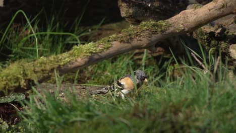 Vogel-Hüpft-über-Den-Waldboden,-Fliegt-Weg,-Nahaufnahme,-Filmische-Zeitlupenaufnahme