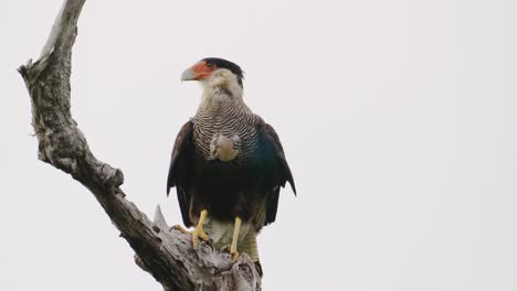 Aasfresservogel,-Crested-Caracara,-Caracara-Plancus-Stationär-Auf-Dem-Baumzweig-Sitzend,-Verdauen-Langsam-Die-Nahrung-Während-Des-Tages-In-Den-Ibera-feuchtgebieten,-Argentinien