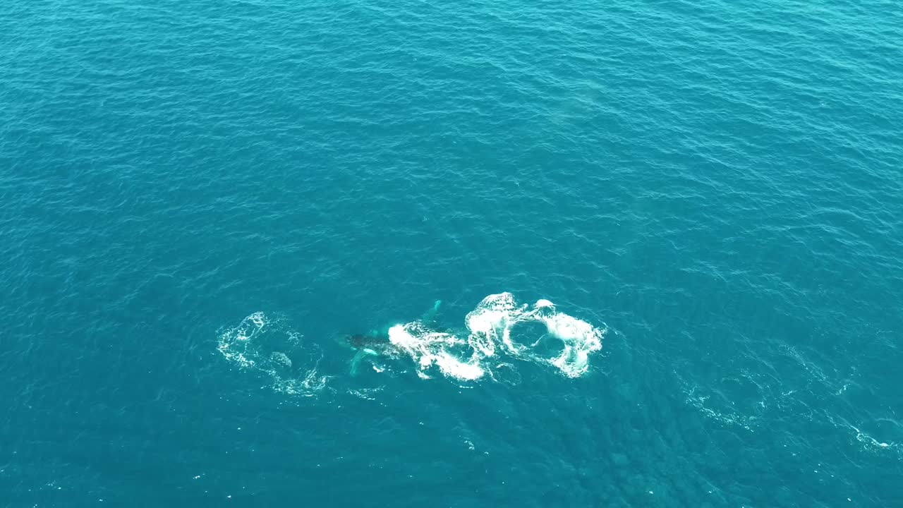 A majestic whale breach captured by drone off the coast of Noosa National Park. Crystal-clear waters and serene surroundings frame this rare and breathtaking wildlife moment from above.