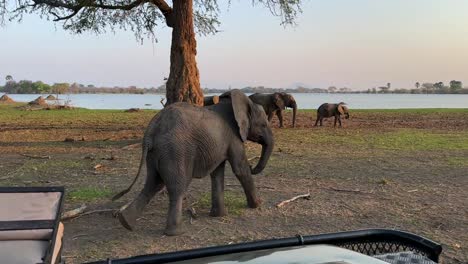un joven elefante africano (loxodonta africana) se acerca a un vehículo de safari en el parque nacional de liwonde, malawi.