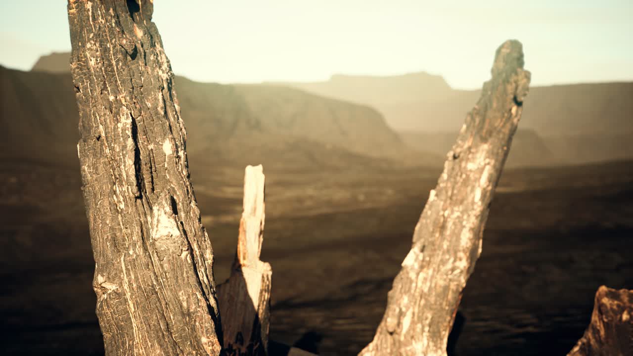 troncos y troncos después del incendio forestal
