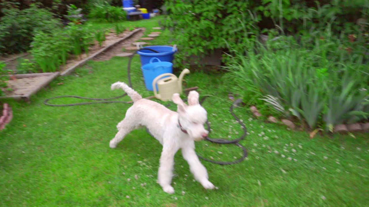 Cane divertente che corre sull'erba nel giardino sul retro. Barboncino bianco che gioca all'aperto.