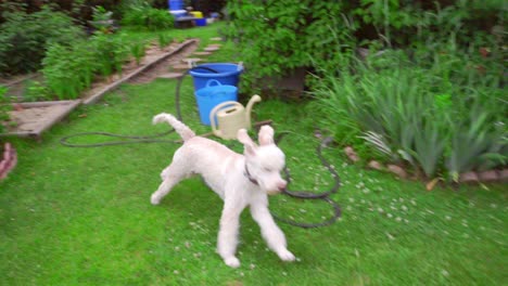 funny dog running grass on garden backyard. white poodle playing outside