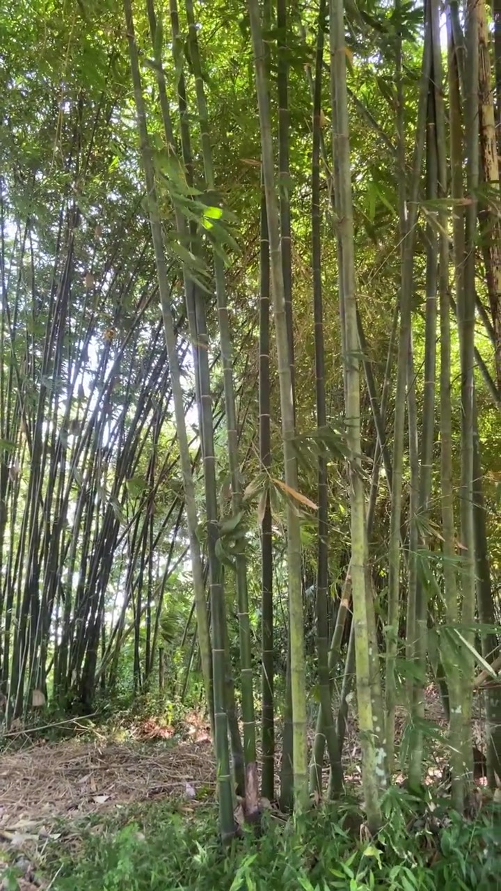 Lussureggiante foresta di bambù verde con la luce solare che filtra attraverso le foglie