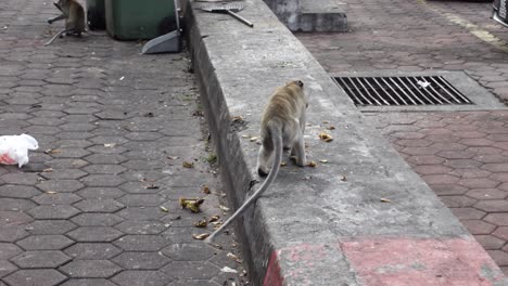 endangered long-tailed macaques eating on the street