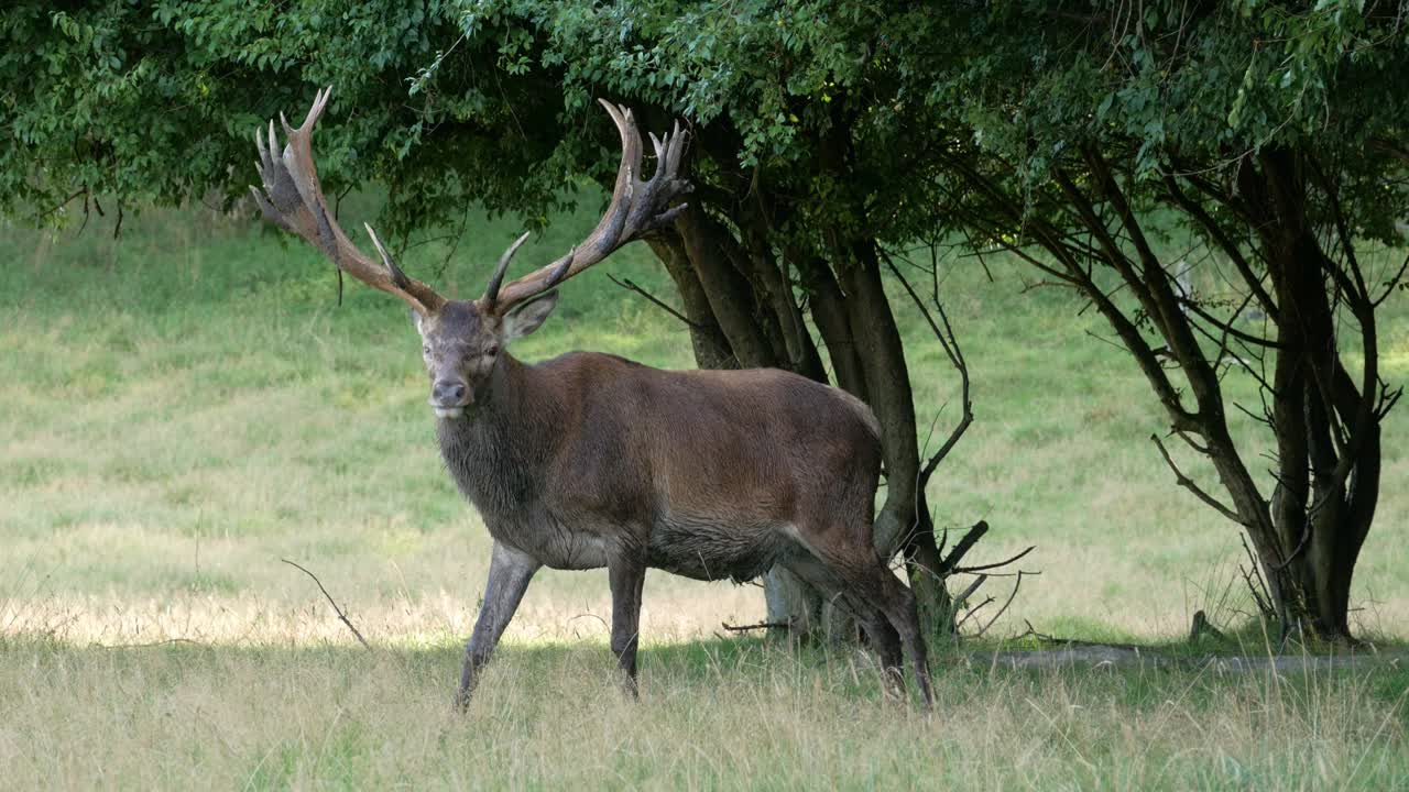 ciervo macho con cuernos grandes pastando en el campo