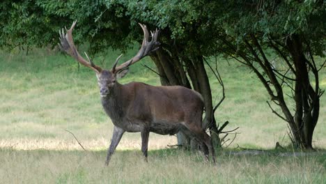 Männlicher-Hirsch-Mit-Großem-Geweih,-Das-Auf-Dem-Feld-Weidet