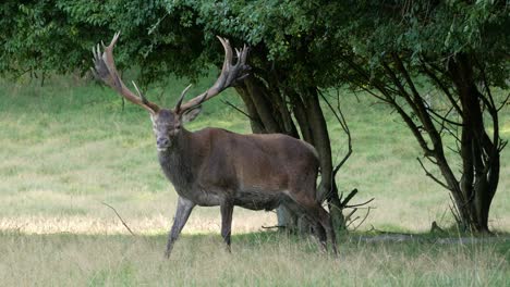 ciervo macho con cuernos grandes pastando en el campo