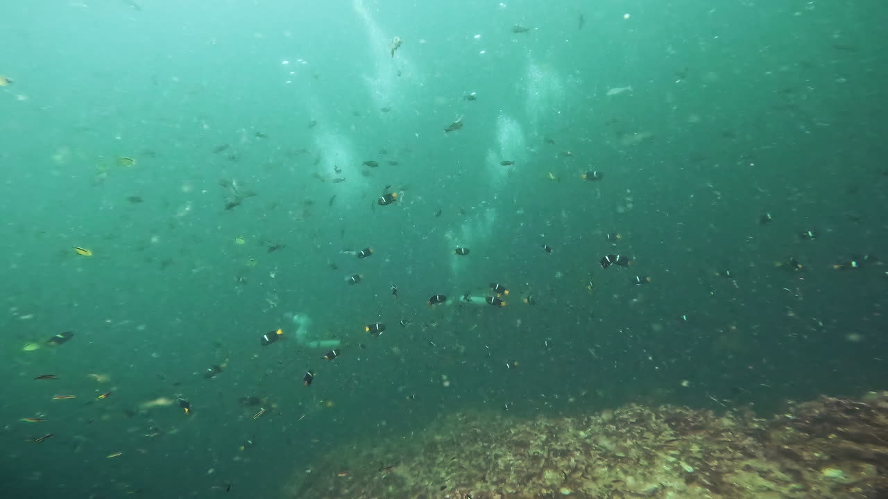 갈라파고스 해저의 수중 촬영