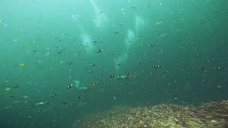 Aquatic-shot-of-the-Galapagos-seabed