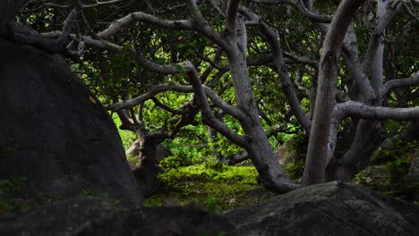 Slow-dolly-out-shot-of-Cashew-nut-trees-with-butterflies-flying-around-them-in-Vietnam