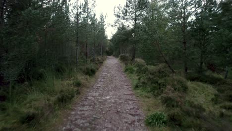 imágenes aéreas de drones volando hacia atrás sobre un sendero a través de un bosque de pinos silvestres, siguiendo un camino a través de árboles bajo el dosel con brezos y plantas nativas a lo largo de los bordes del sendero