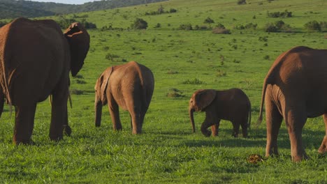 panning a family of elephants in green field with other animals