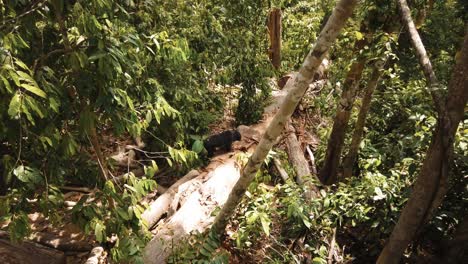 los osos malayos en peligro de extinción deambulan por el suelo de la selva tropical en su hábitat natural de borneo