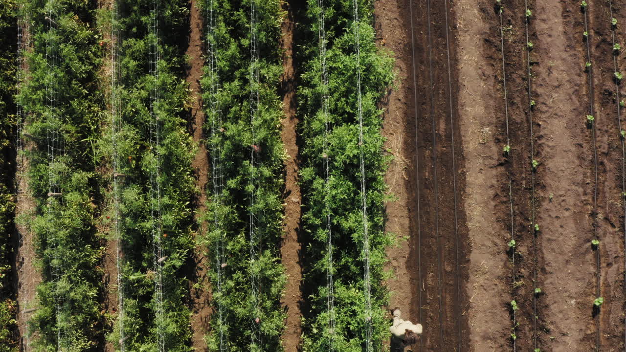 agricultor caminando a través de la plantación de plantas de tomate, toma aérea de arriba hacia abajo