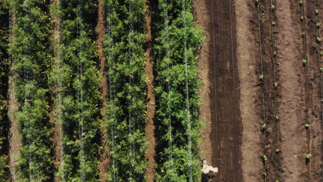 Agricultor-Caminando-A-Través-De-La-Plantación-De-Plantas-De-Tomate,-Toma-Aérea-De-Arriba-Hacia-Abajo