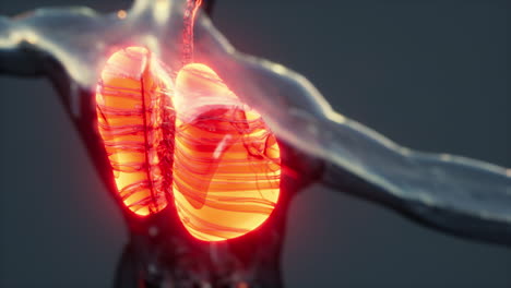 imagen de rayos x de los pulmones humanos para un diagnóstico médico de coronavirus covid-19